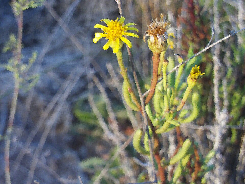 Limbarda crithmoides (Golden Samphire)