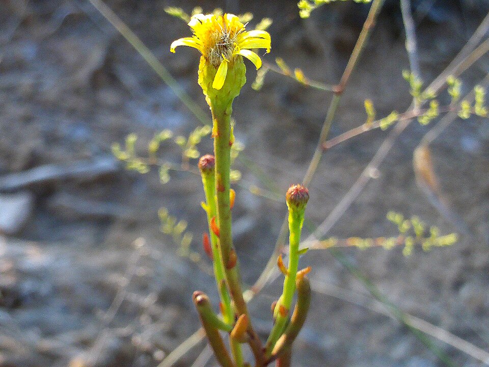 Limbarda crithmoides (Golden Samphire)