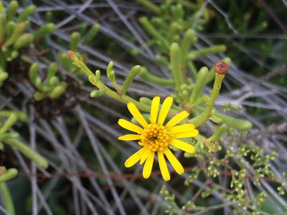 Limbarda crithmoides (Golden Samphire)