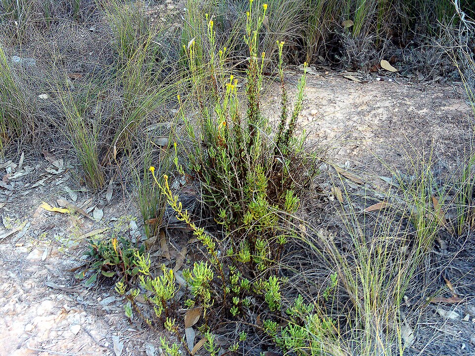Limbarda crithmoides (Golden Samphire)