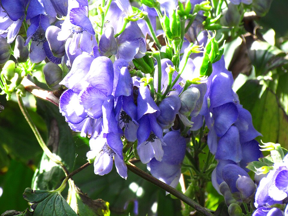 Aconitum hemsleyanum (Climbing Monkshood) (alternate view 4)
