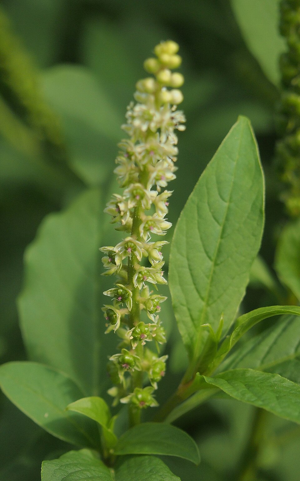 Phytolacca octandra (Inkweed) (alternate view 6)