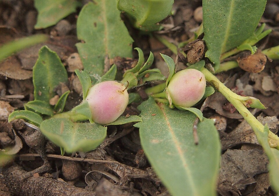 Eremophila debilis (Winter Apple) (alternate view 4)