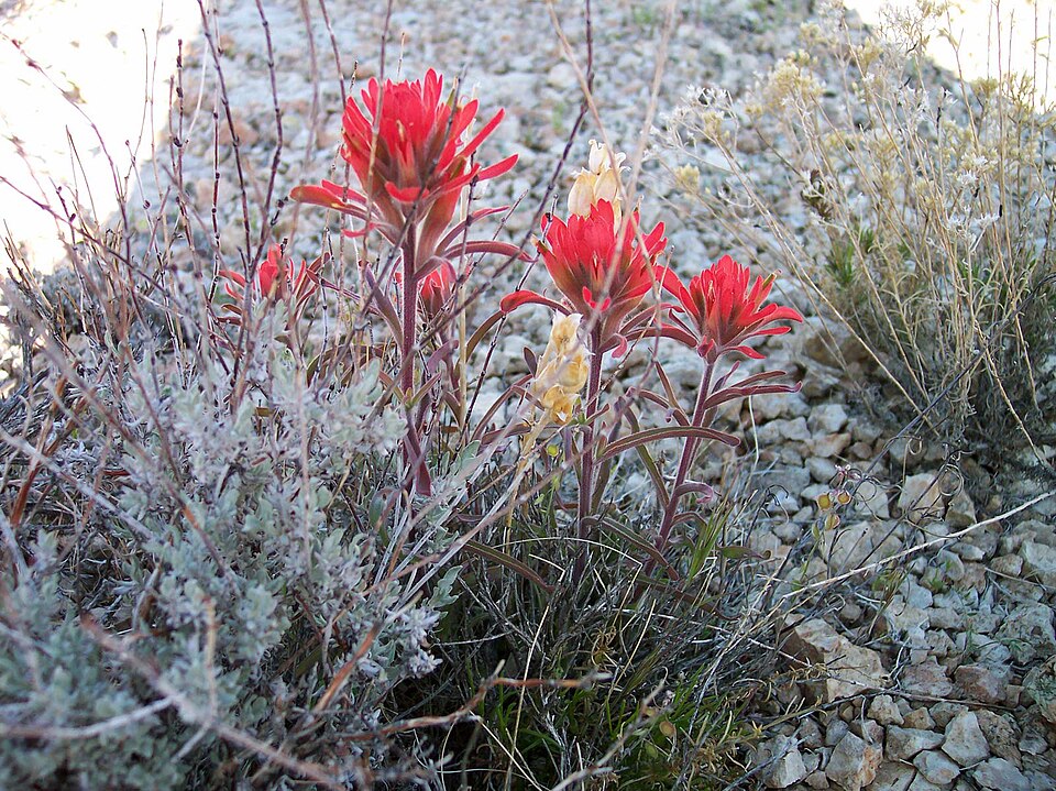 Castilleja chromosa (Desert Paintbrush) (alternate view 7)
