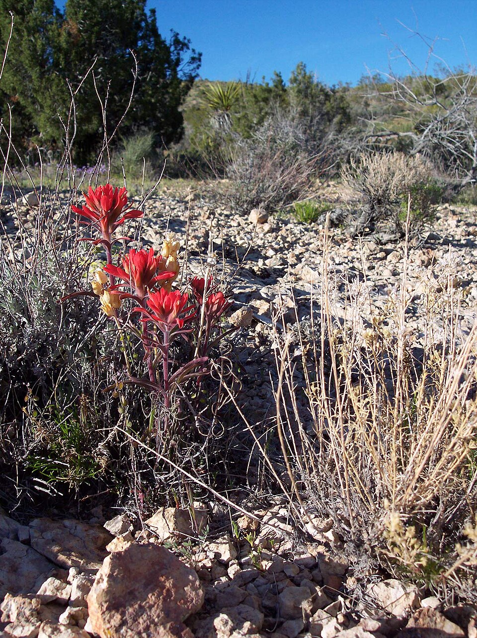 Castilleja chromosa (Desert Paintbrush) (alternate view 8)