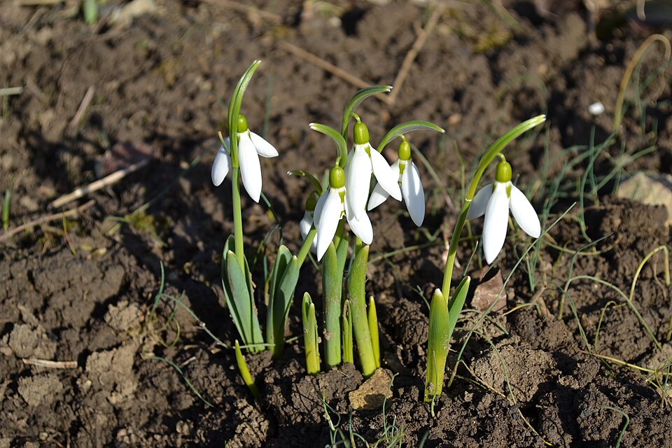 Galanthus nivalis (Common Snowdrop) (alternate view 10)