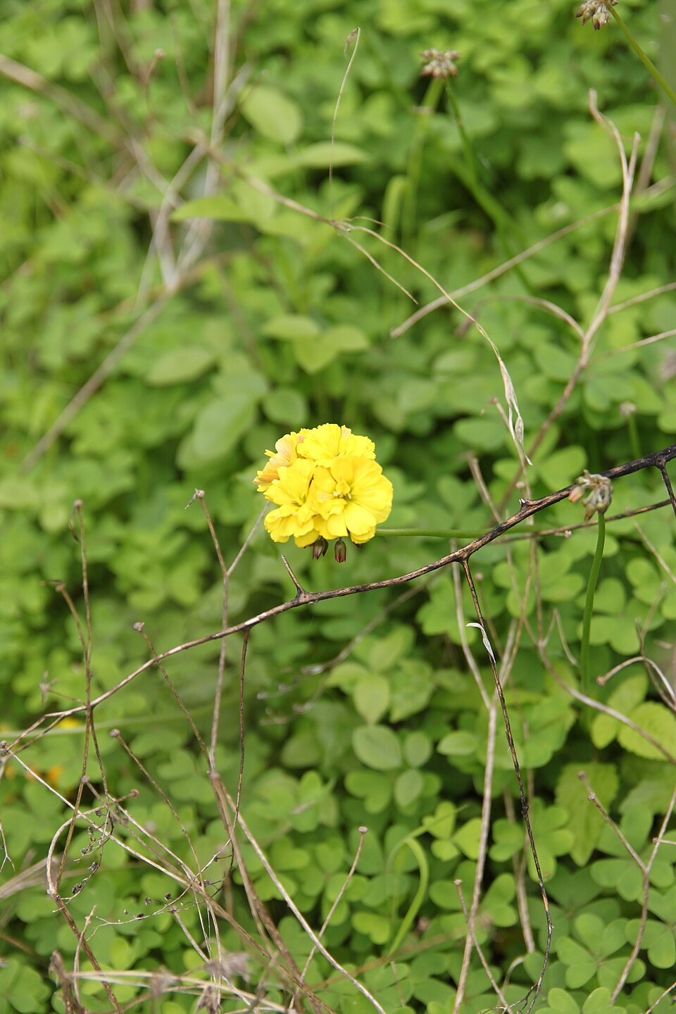Oxalis pes-caprae (Bermuda buttercup)