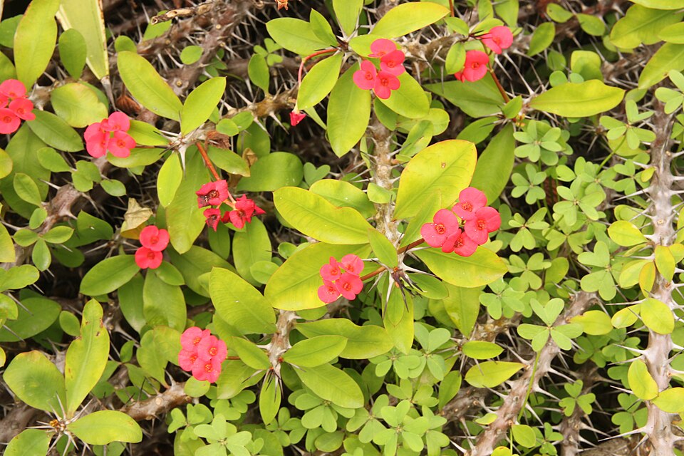 Euphorbia milii (Crown-of-Thorns)