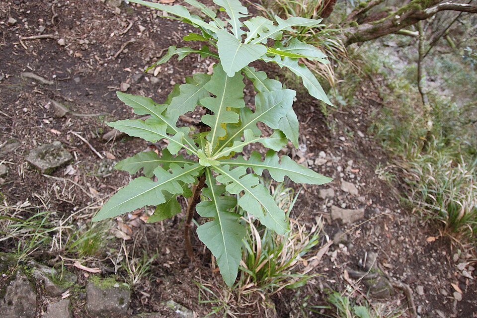 Sonchus fruticosus (alternate view 11)