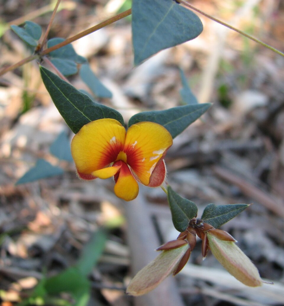 Platylobium obtusangulum (Common Flat-pea)