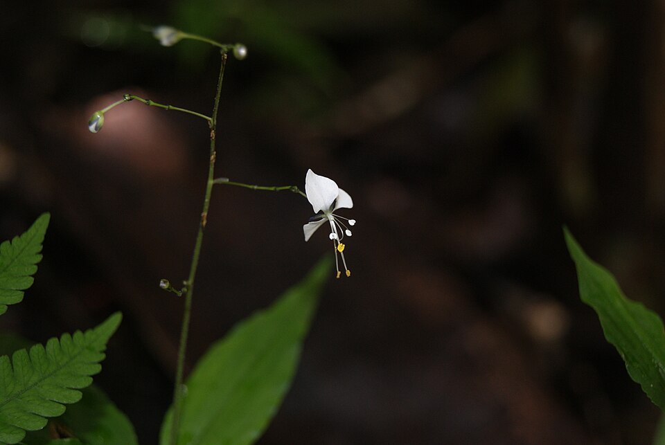 Aneilema acuminatum (Pointed Aneilema) (alternate view 7)