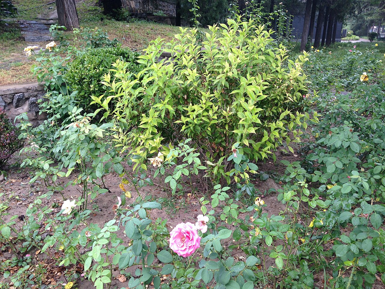 Rosa chinensis, China rose — upright semi-evergreen (Rosaceae) (image 7 of 9)