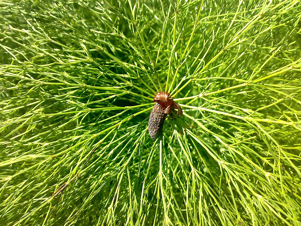 Equisetum sylvaticum (wood horsetail)