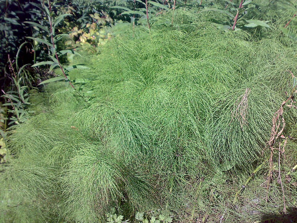 Equisetum sylvaticum (wood horsetail)