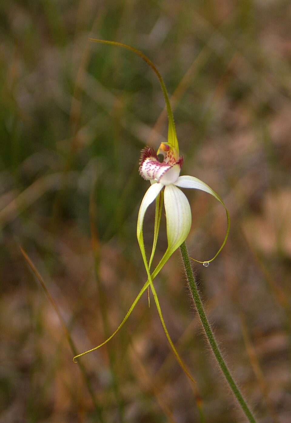 Caladenia longicauda (White Spider Orchid) (alternate view 4)