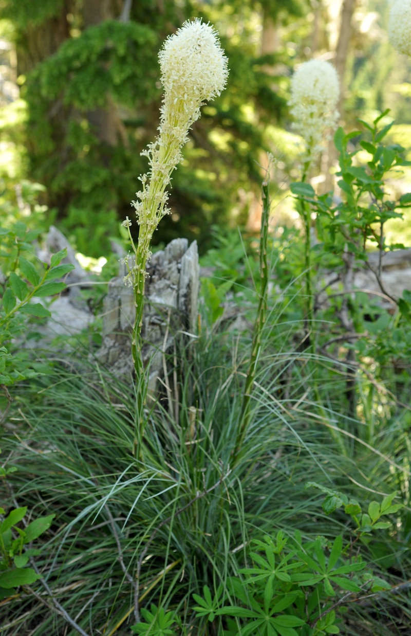 Xerophyllum tenax (Beargrass) (alternate view 7)