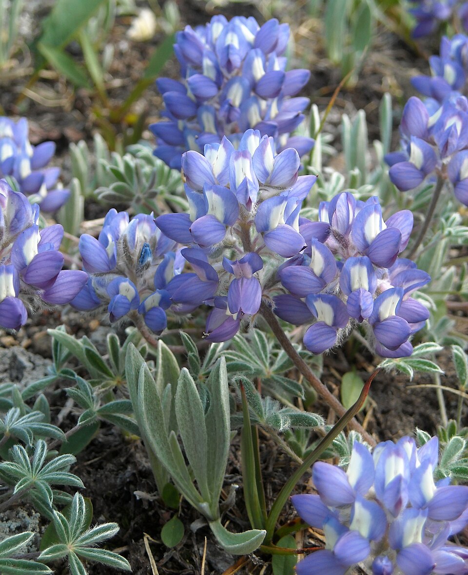 Lupinus lepidus (Dwarf Lupine) (alternate view 9)