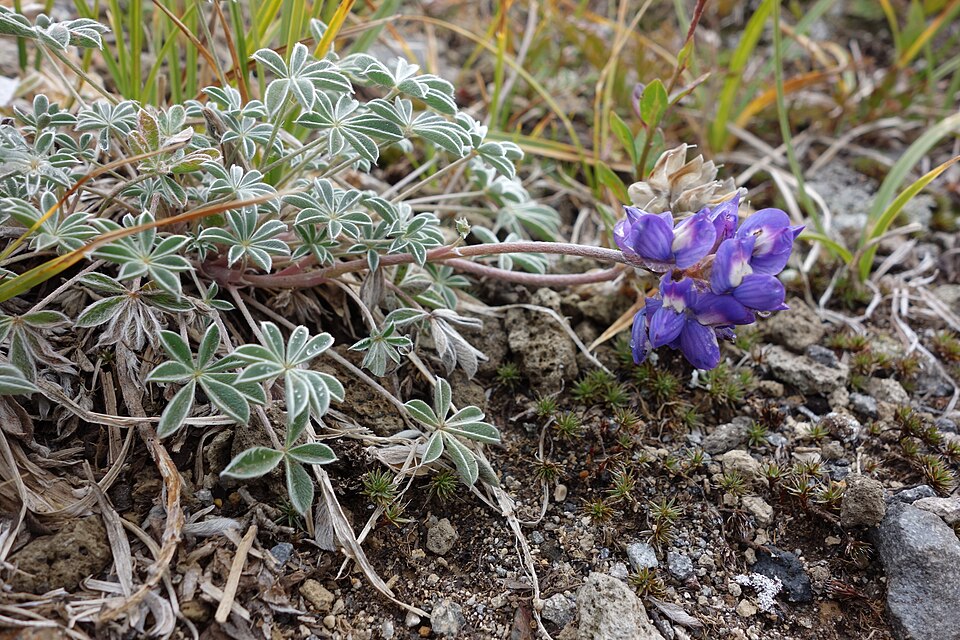 Lupinus lepidus (Dwarf Lupine) (alternate view 10)