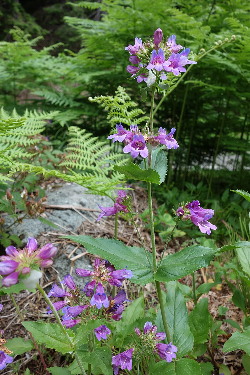 Penstemon serrulatus (Coast Penstemon) (alternate view 9)