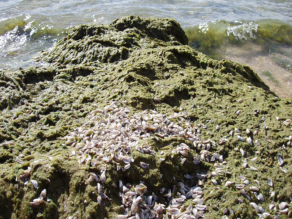 Cladophora