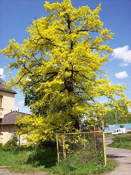 Quercus robur 'Concordia' (Golden Oak) (alternate view 2)