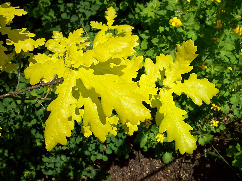 Quercus robur 'Concordia' (Golden Oak) (alternate view 3)