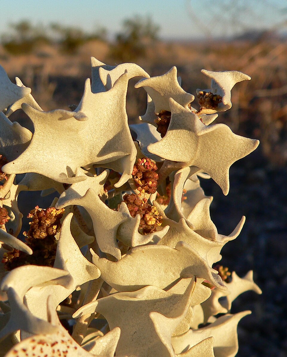 Atriplex hymenelytra (Desert Holly) (alternate view 4)