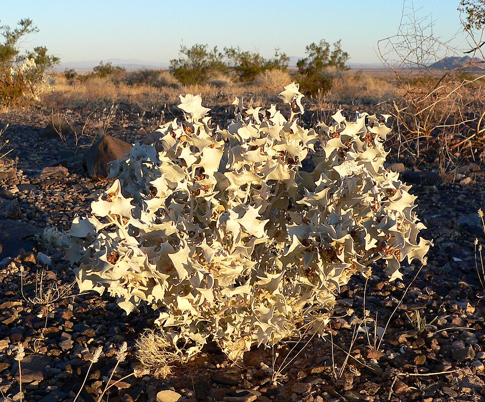 Atriplex hymenelytra (Desert Holly) (alternate view 5)