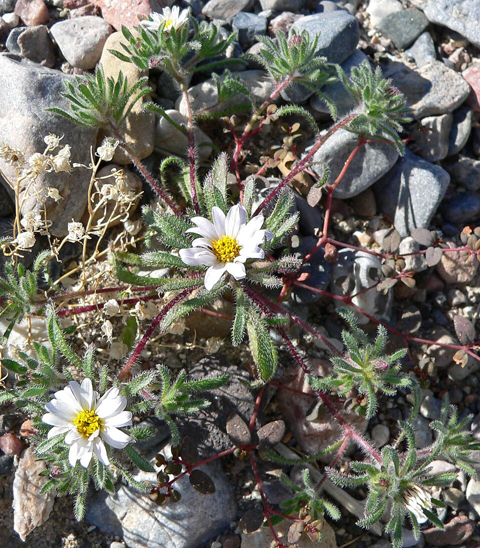Monoptilon bellioides (Mojave desertstar) (alternate view 9)