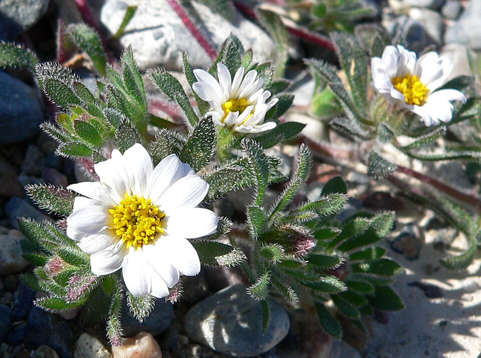 Monoptilon bellioides (Mojave desertstar) (alternate view 10)
