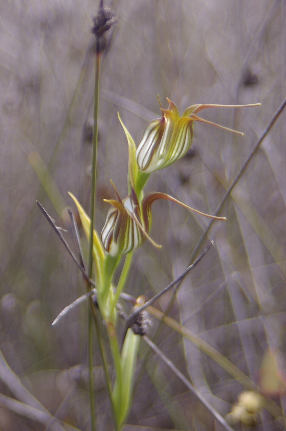 Pterostylis recurva (jug orchid)
