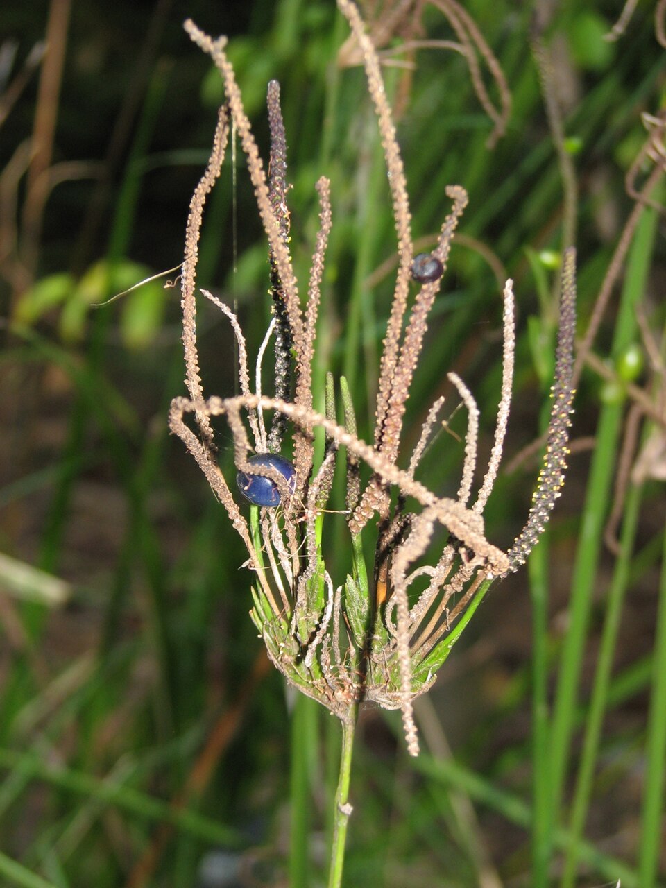 Gymnostachys anceps (settler's flax) (alternate view 6)