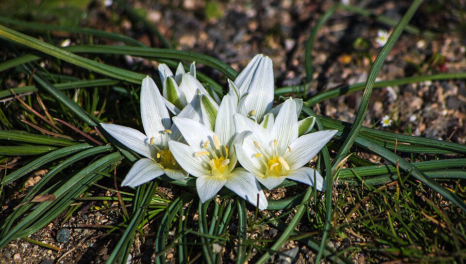 Ornithogalum (star-of-Bethlehem) (alternate view 5)