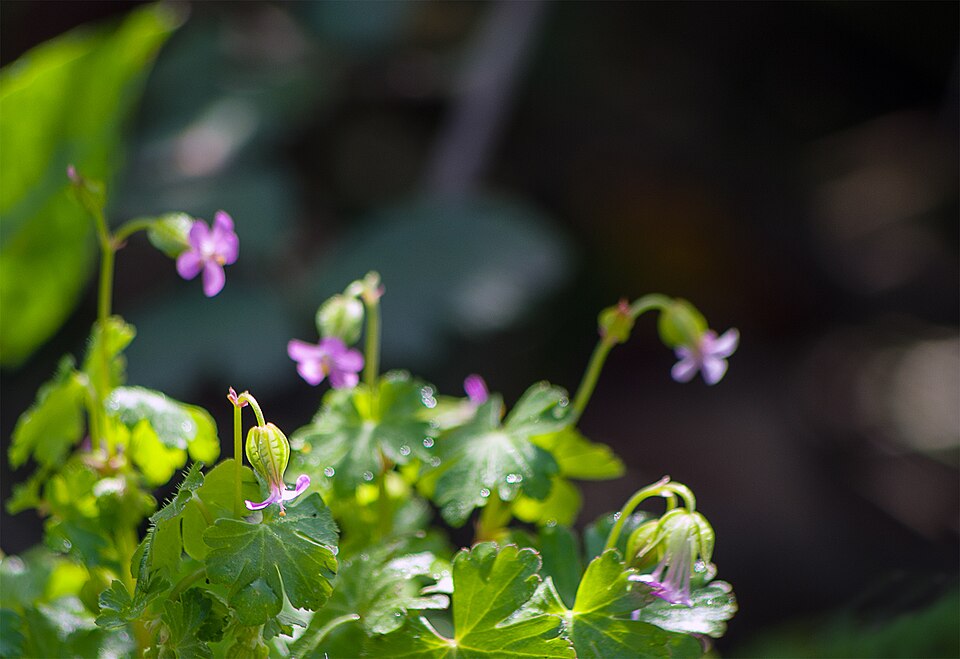 Geranium lucidum (shiny geranium) (alternate view 9)