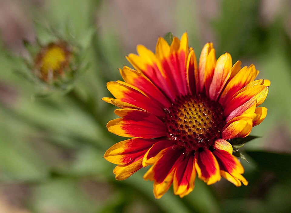 Gaillardia x grandiflora 'Arizona Sun' (Arizona Sun Gaillardia) (alternate view 3)