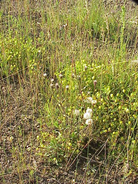 Erigeron acris (bitter fleabane)