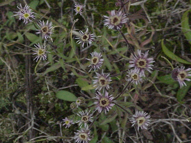 Erigeron acris (bitter fleabane)