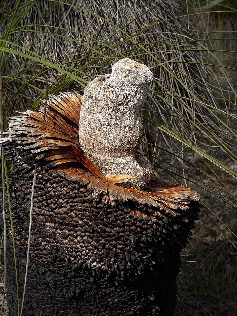 Xanthorrhoea preissii (Balga) (alternate view 6)