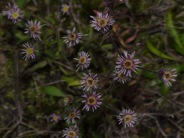 Erigeron acris (bitter fleabane)