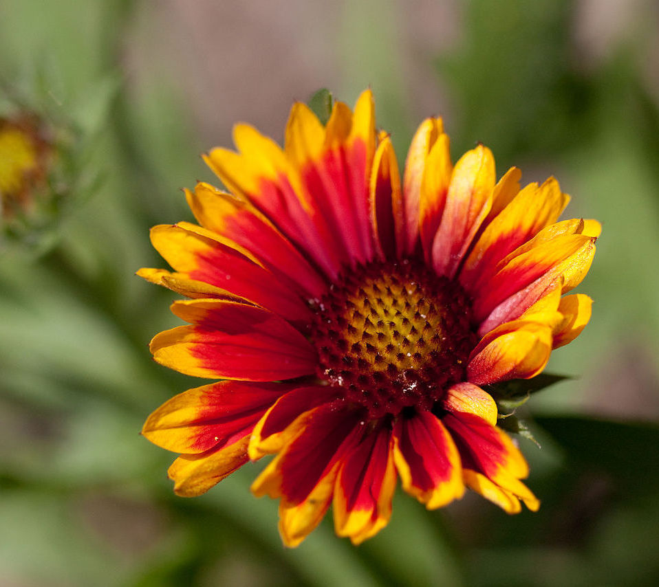 Gaillardia x grandiflora 'Arizona Sun' (Arizona Sun Gaillardia) (alternate view 4)