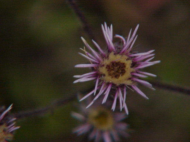 Erigeron acris (bitter fleabane)