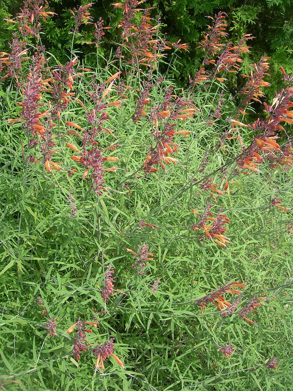 Agastache rupestris (Sunset Hyssop) (alternate view 6)