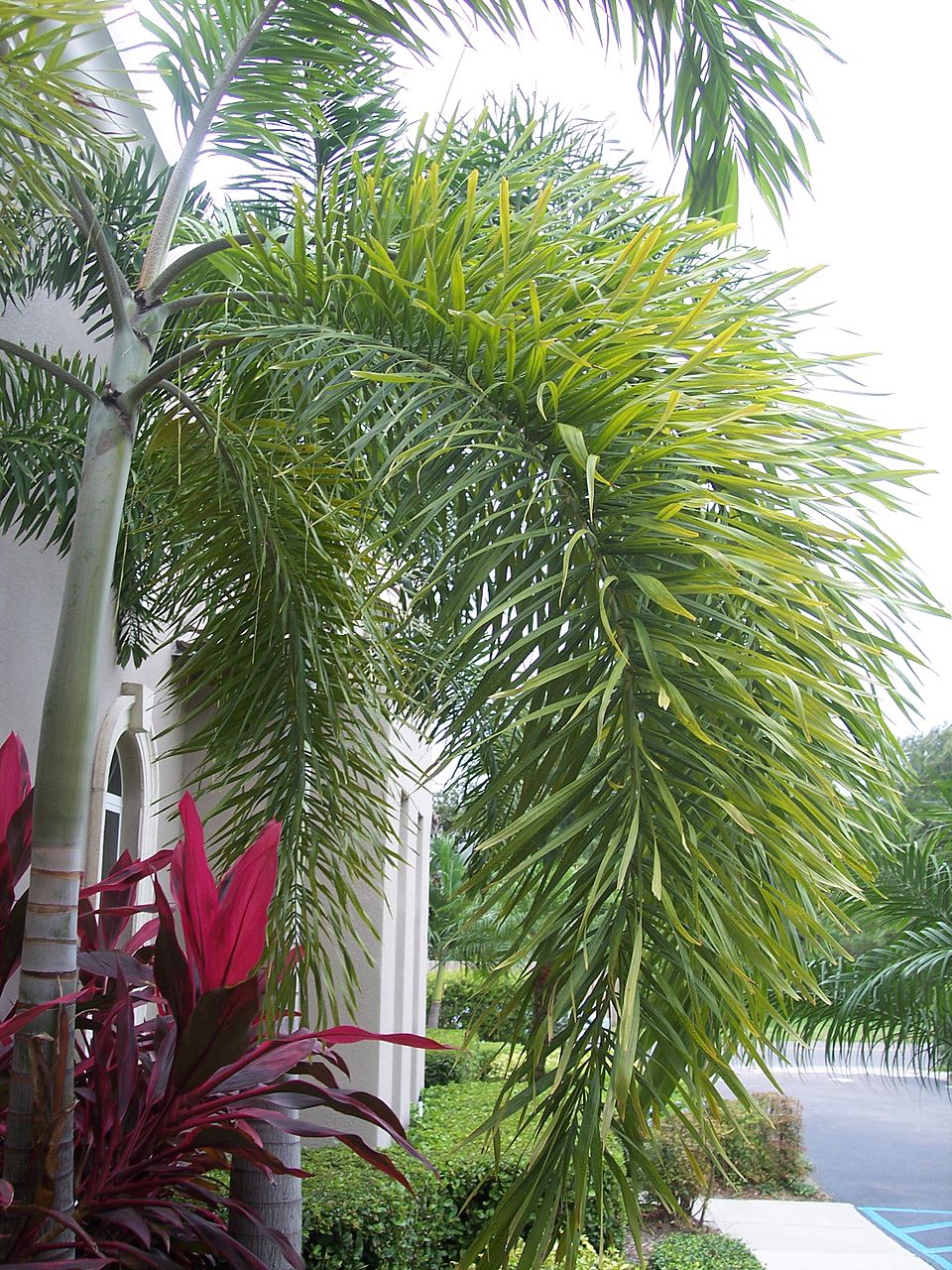 Wodyetia bifurcata (Foxtail Palm Tree) (alternate view 12)