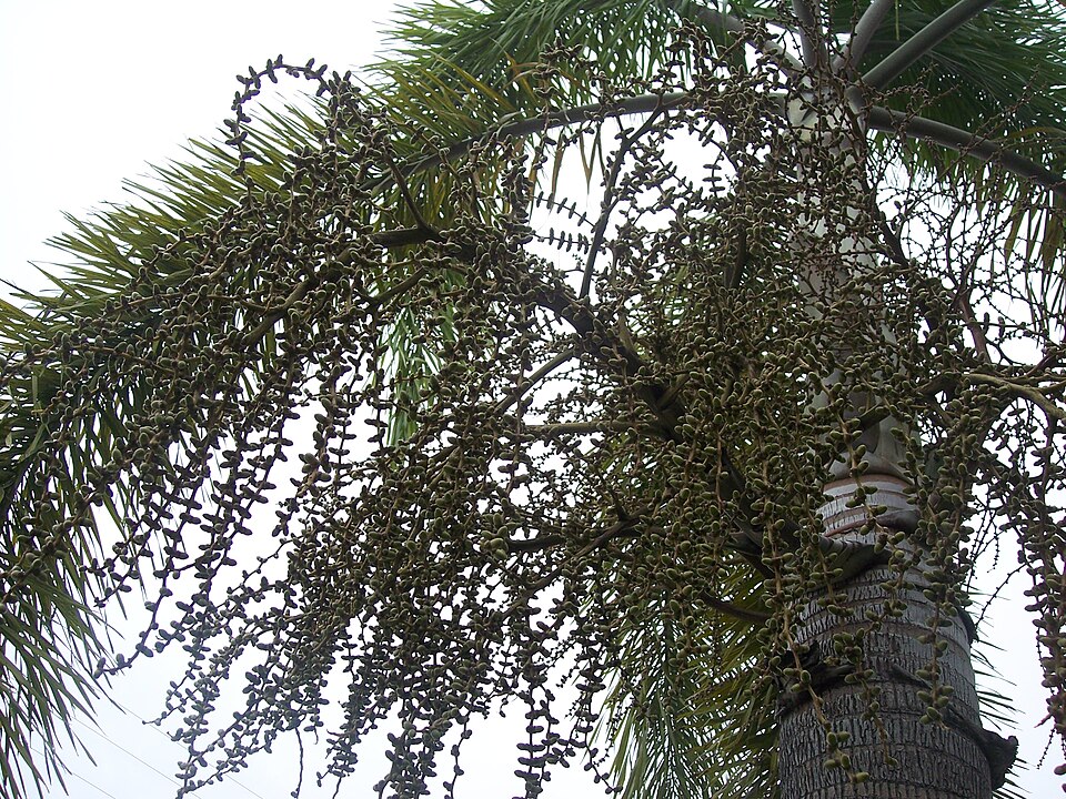 Wodyetia bifurcata (Foxtail Palm Tree) (alternate view 13)