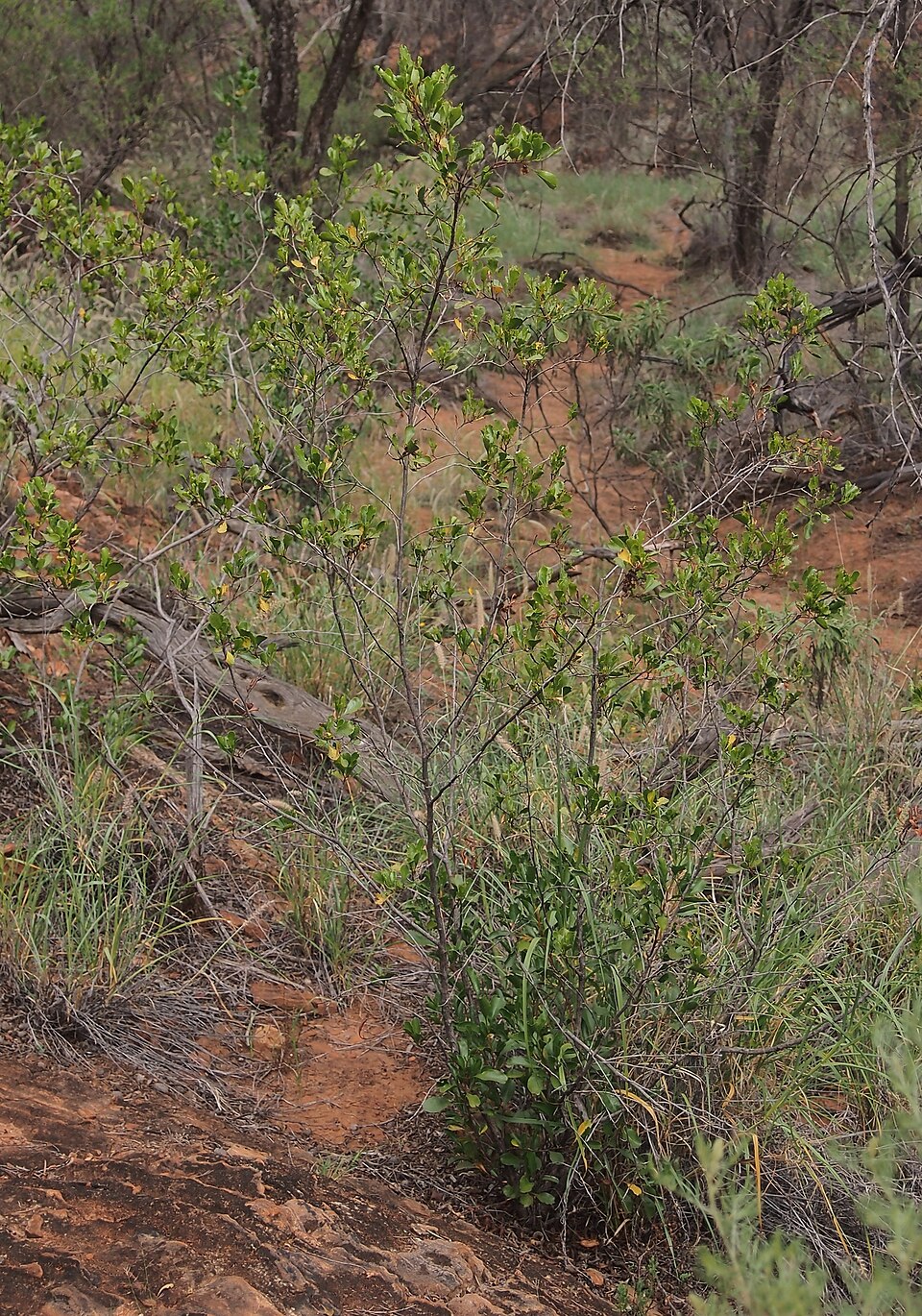 Dodonaea (Hop-bushes) (alternate view 3)