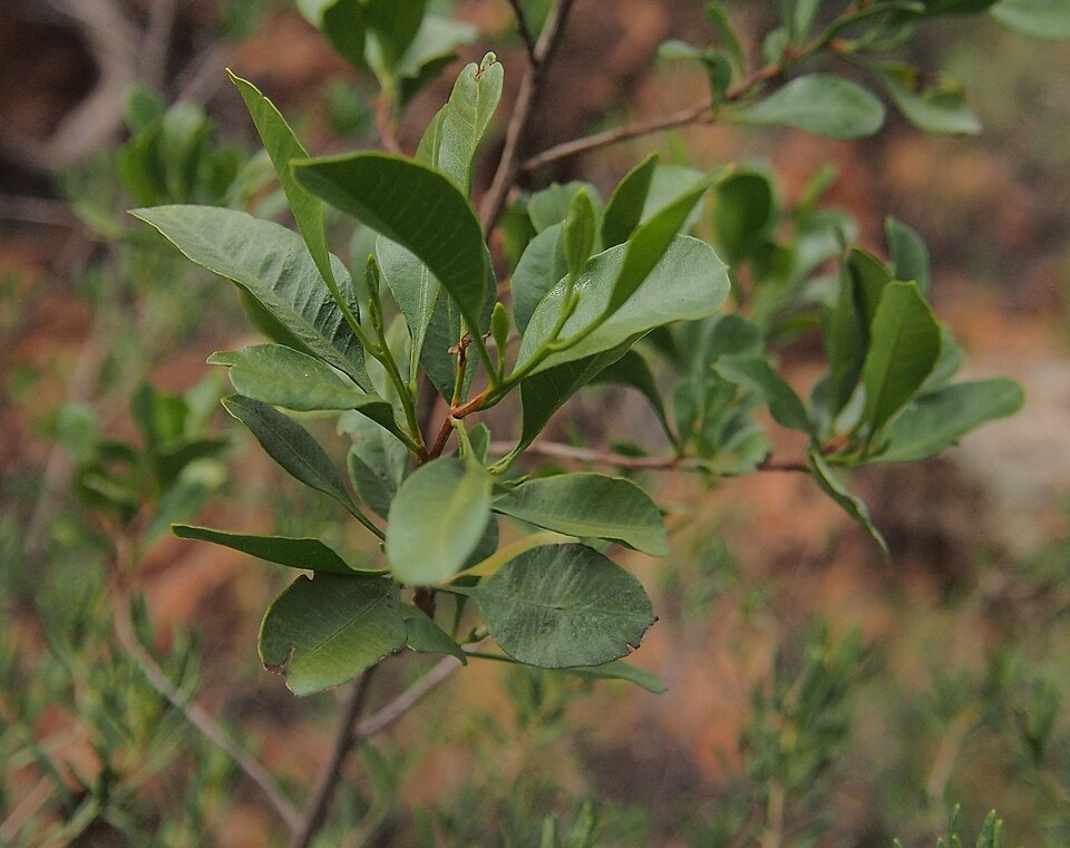 Dodonaea (Hop-bushes) (alternate view 4)