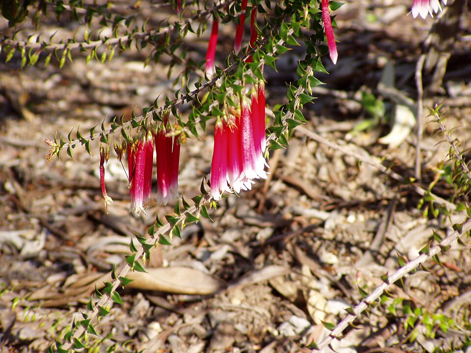Epacris longiflora (Fuchsia Heath) (alternate view 6)