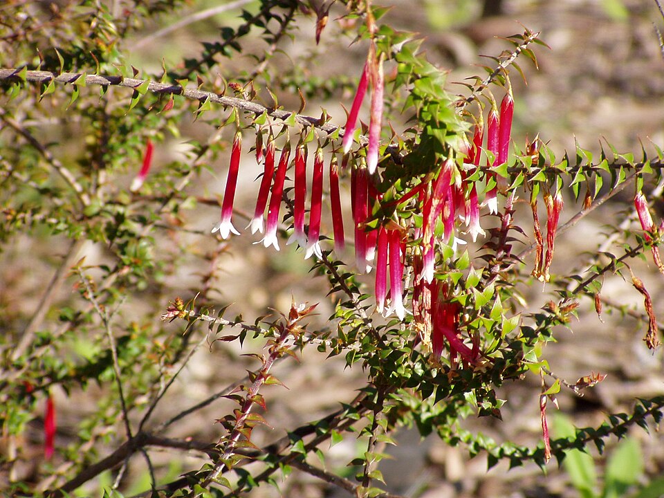 Epacris longiflora (Fuchsia Heath) (alternate view 7)