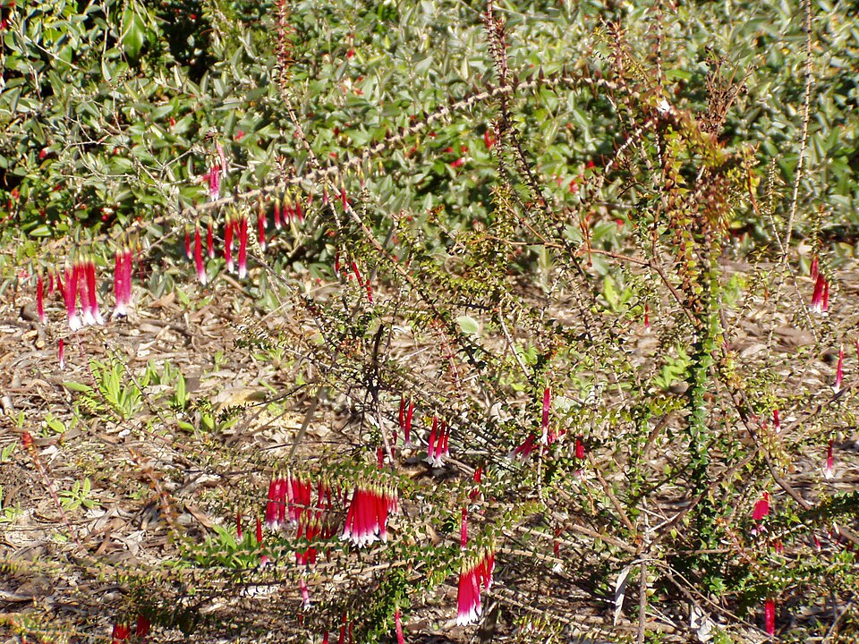 Epacris longiflora (Fuchsia Heath) (alternate view 8)