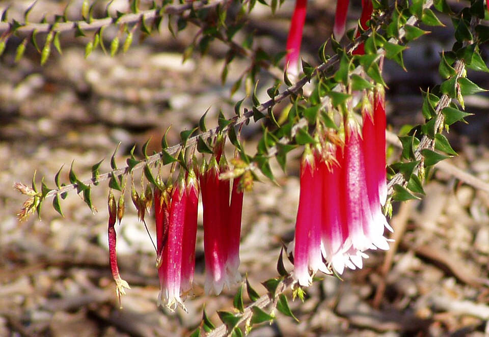 Epacris longiflora (Fuchsia Heath) (alternate view 9)